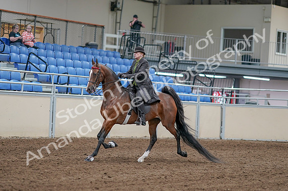 2020 - AB Morgan Horse - Fri, Sept 04 - 09525
