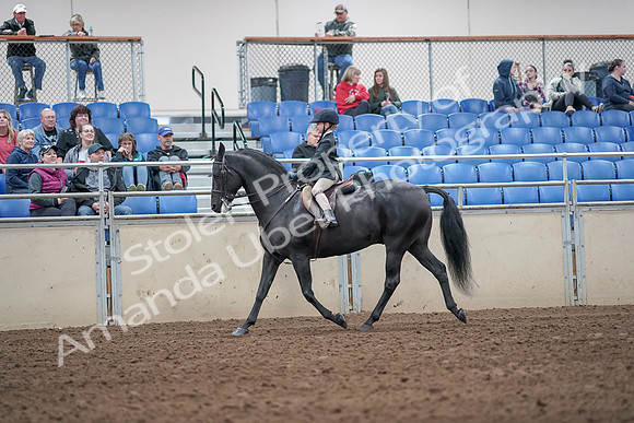 2019 Morgan Horse Show - Aug 31, 2019 - 19479