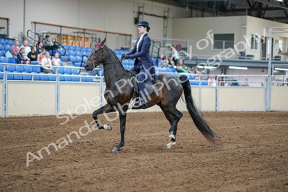 2020 - AB Morgan Horse - Sat, Sept 05 - 06169