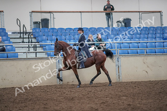 2019 Morgan Horse Show - Aug 31, 2019 - 09253