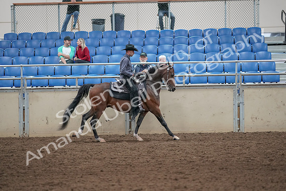 2019 Morgan Horse Show - Aug 31, 2019 - 06154