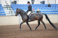 2019 Morgan Horse Show - Sept 01, 2019 - 04000