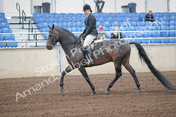2019 Morgan Horse Show - Sept 01, 2019 - 04000