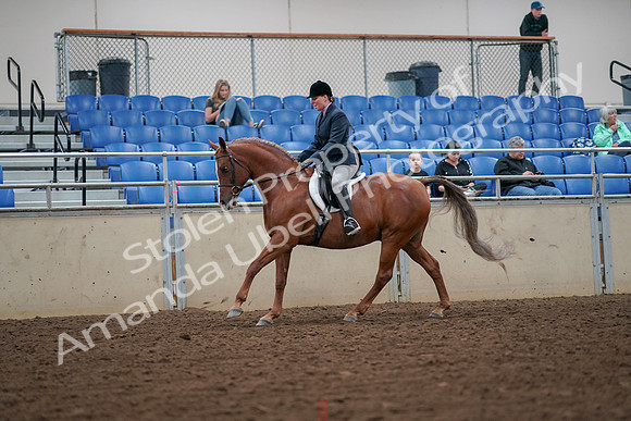 2019 Morgan Horse Show - Aug 30, 2019 - 16401