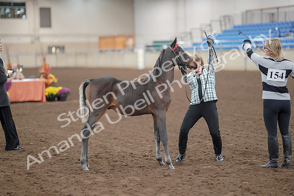 2019 Morgan Horse Show - Aug 30, 2019 - 24881