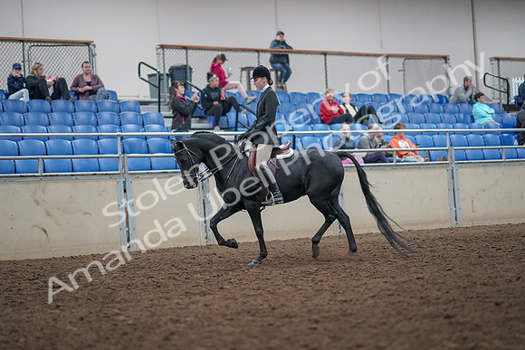 2019 Morgan Horse Show - Aug 31, 2019 - 14658