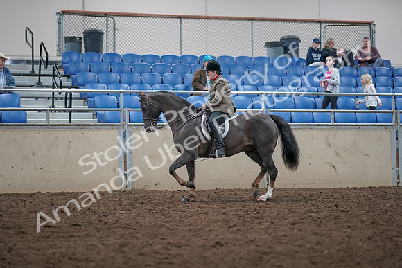 2019 Morgan Horse Show - Aug 31, 2019 - 14921