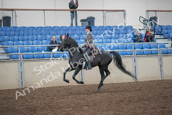 2019 Morgan Horse Show - Aug 31, 2019 - 09470