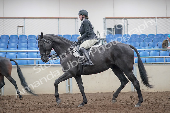 2019 Morgan Horse Show - Aug 31, 2019 - 14807