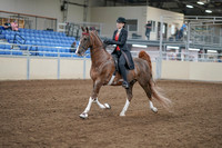 2020 - AB Morgan Horse - Fri, Sept 04 - 09506