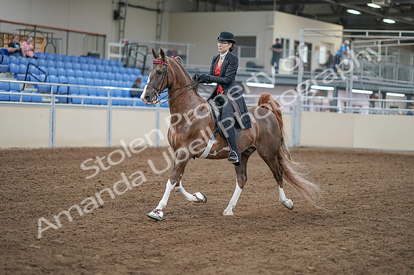 2020 - AB Morgan Horse - Fri, Sept 04 - 09506