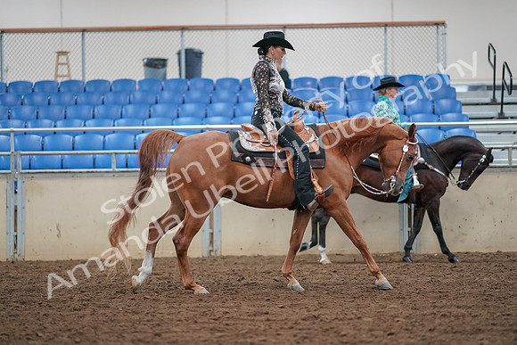 2019 Morgan Horse Show - Aug 30, 2019 - 16984