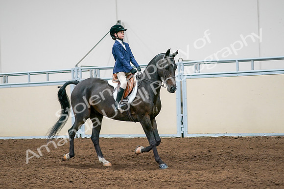 2020 - AB Morgan Horse - Sun, Sept 06 - 08121