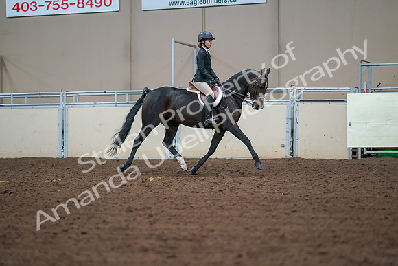 2019 Morgan Horse Show - Aug 30, 2019 - 20768