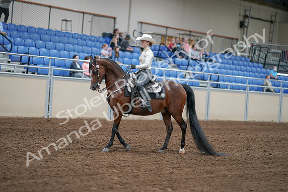 2020 - AB Morgan Horse - Fri, Sept 04 - 08260