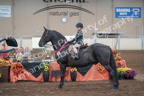 2019 Morgan Horse Show - Aug 31, 2019 - 19776