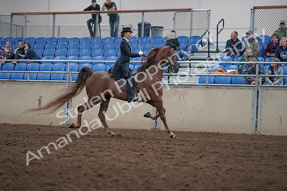 2019 Morgan Horse Show - Aug 31, 2019 - 20688