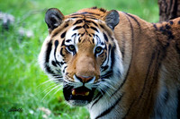 Big Cats - 002