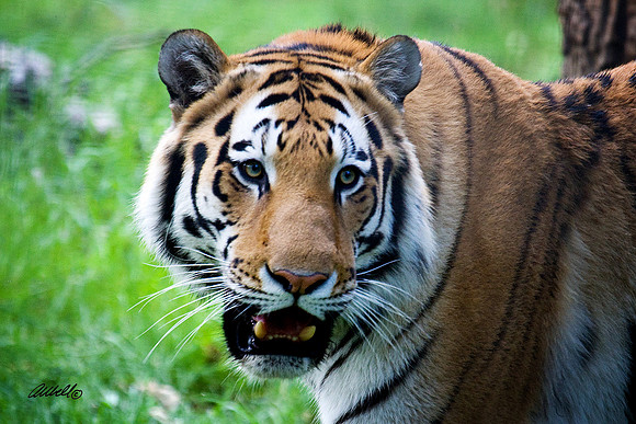 Big Cats - 002