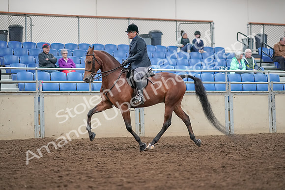 2019 Morgan Horse Show - Aug 30, 2019 - 20194