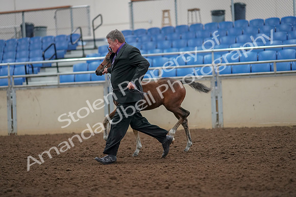 2019 Morgan Horse Show - Aug 30, 2019 - 24674