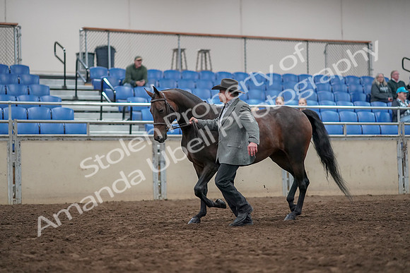 2019 Morgan Horse Show - Aug 31, 2019 - 03681