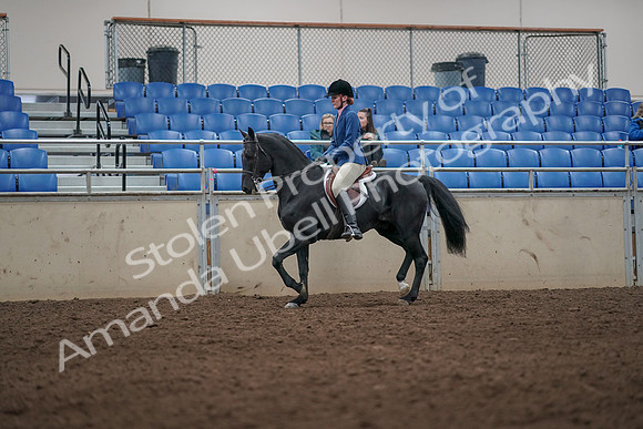 2019 Morgan Horse Show - Aug 31, 2019 - 07272