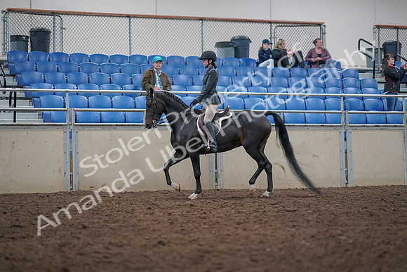2019 Morgan Horse Show - Aug 31, 2019 - 14685