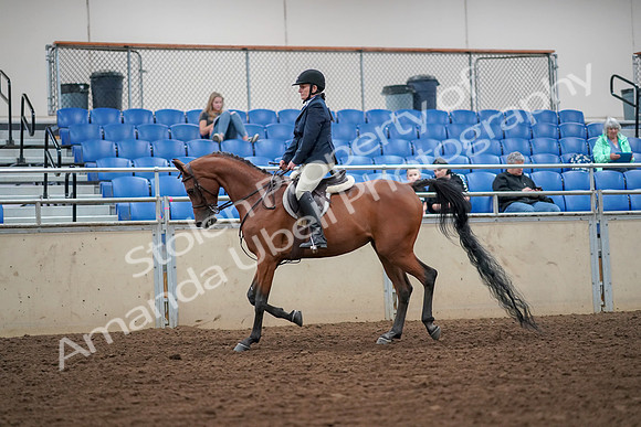 2019 Morgan Horse Show - Aug 30, 2019 - 16090