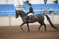 2019 Morgan Horse Show - Sept 01, 2019 - 04005