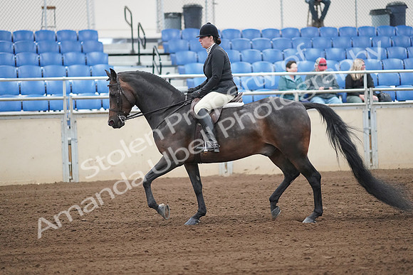 2019 Morgan Horse Show - Sept 01, 2019 - 04005