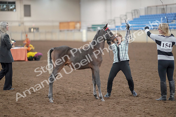 2019 Morgan Horse Show - Aug 30, 2019 - 24885