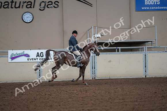 2019 Morgan Horse Show - Aug 30, 2019 - 17543
