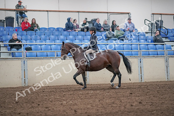 2019 Morgan Horse Show - Aug 31, 2019 - 19419