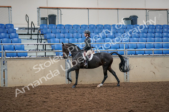 2019 Morgan Horse Show - Aug 30, 2019 - 23406
