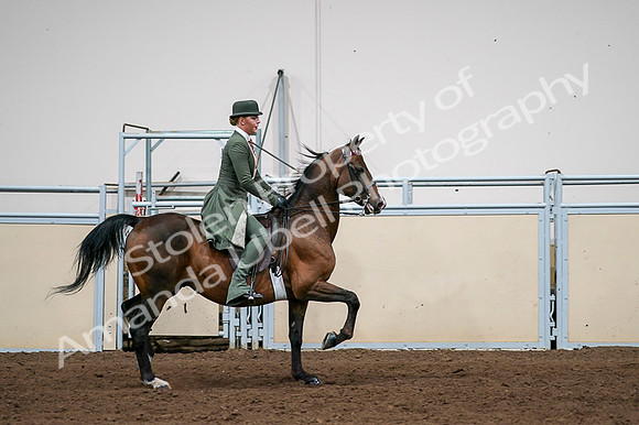 2020 - AB Morgan Horse - Fri, Sept 04 - 03384