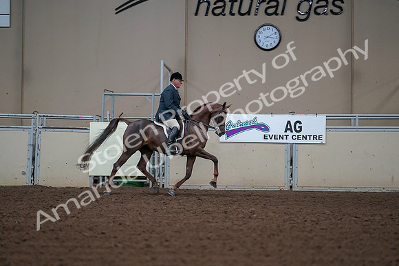 2019 Morgan Horse Show - Aug 30, 2019 - 17655