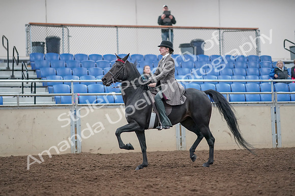 2019 Morgan Horse Show - Aug 31, 2019 - 09402