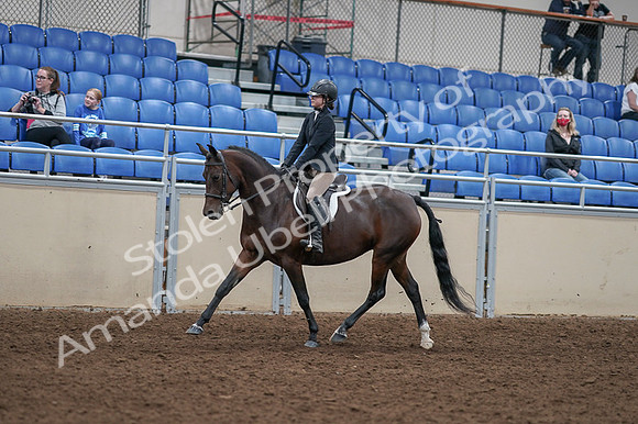 2020 - AB Morgan Horse - Fri, Sept 04 - 05900