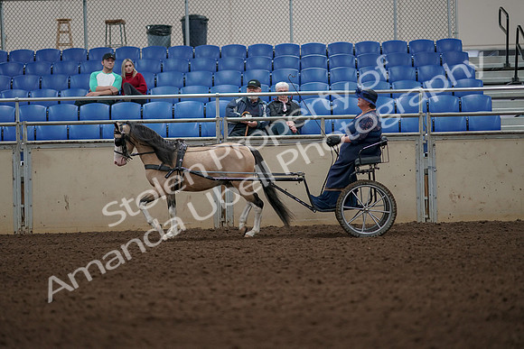 2019 Morgan Horse Show - Aug 31, 2019 - 04298