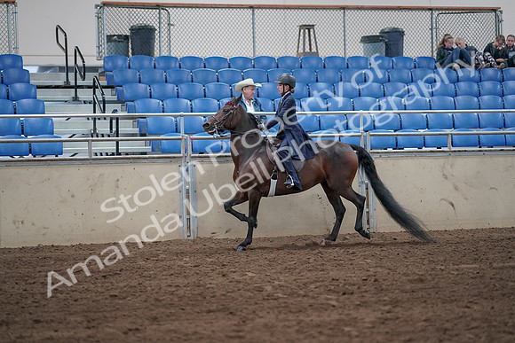 2019 Morgan Horse Show - Sept 01, 2019 - 12746