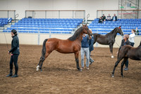 2020 - AB Morgan Horse - Sat, Sept 05 - 00670