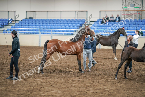 2020 - AB Morgan Horse - Sat, Sept 05 - 00670