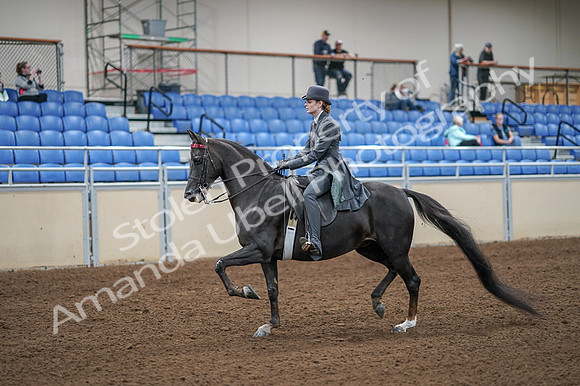 2020 - AB Morgan Horse - Fri, Sept 04 - 05323
