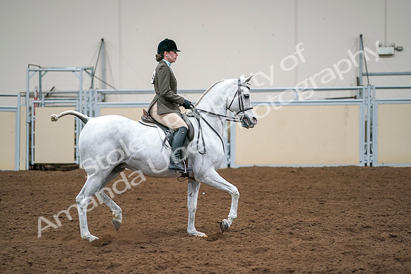 2020 - AB Morgan Horse - Sat, Sept 05 - 14543
