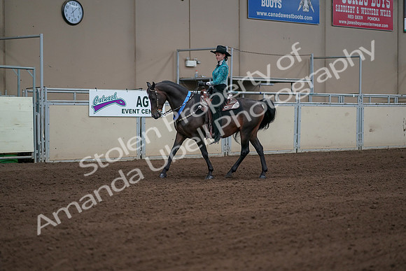 2019 Morgan Horse Show - Sept 01, 2019 - 07295