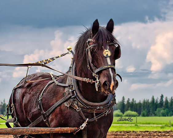 Horse Pull - 005