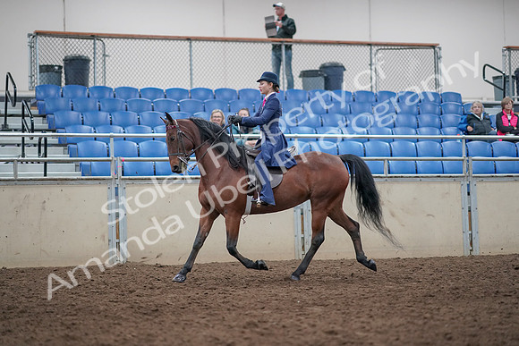 2019 Morgan Horse Show - Aug 31, 2019 - 09290