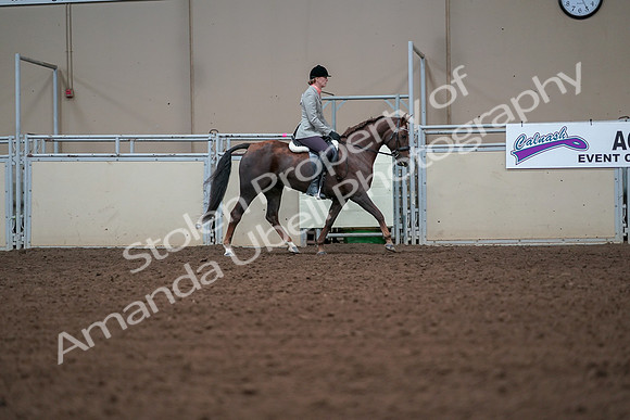 2019 Morgan Horse Show - Aug 30, 2019 - 18492