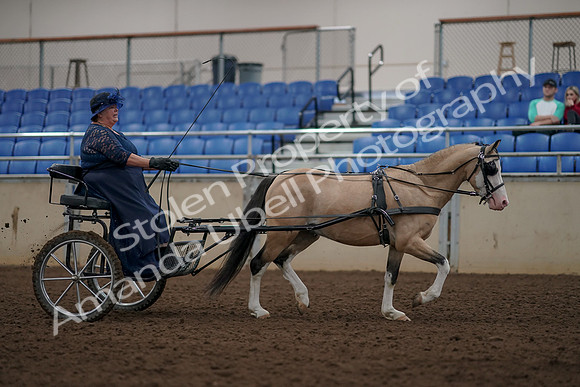 2019 Morgan Horse Show - Aug 31, 2019 - 04486